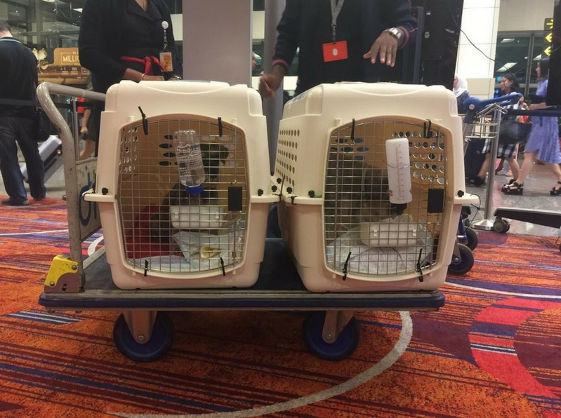 Sara dogs in crate